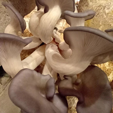 Dive into mushroom growing with Florian
