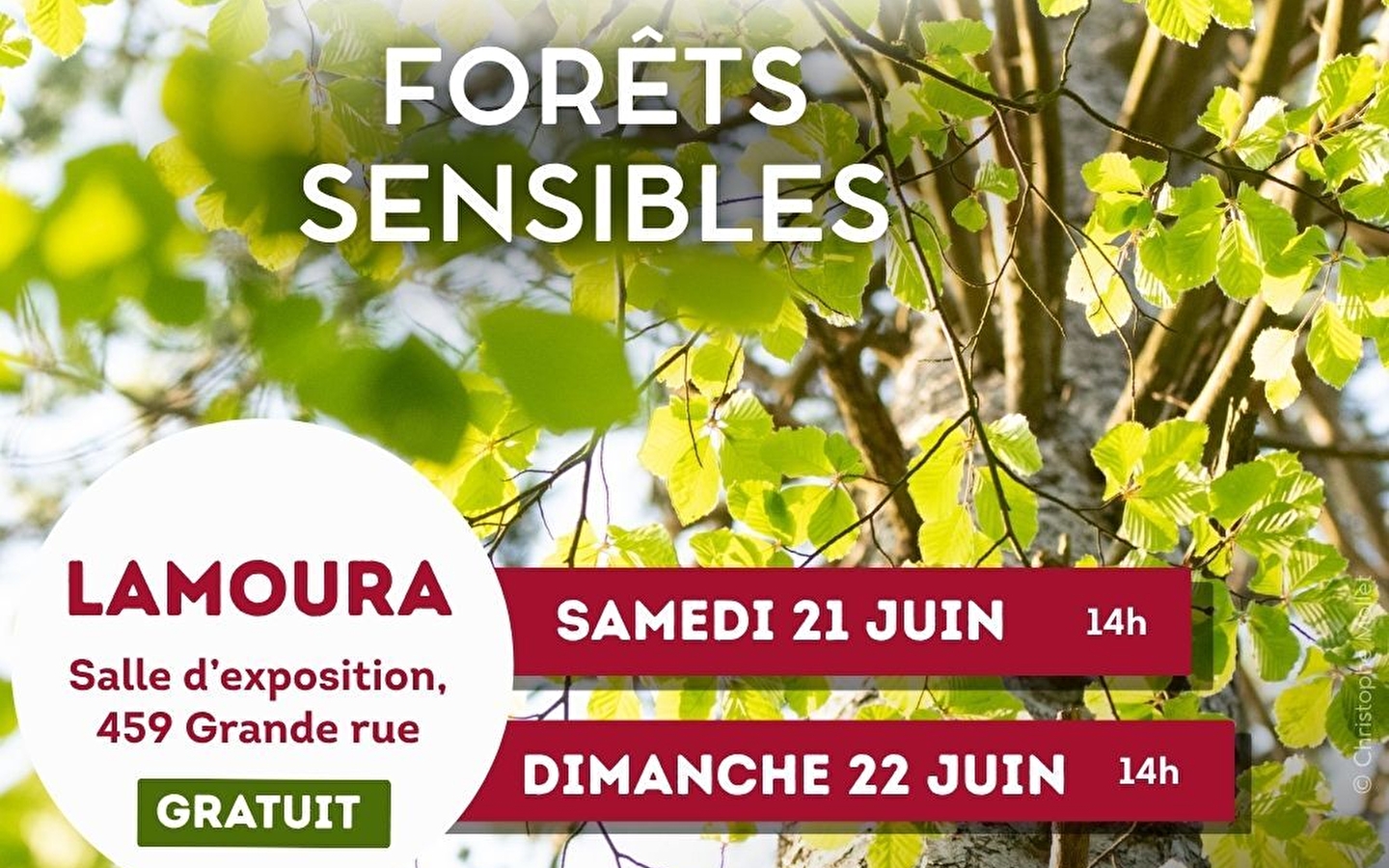 Nature activities: sensitive forests