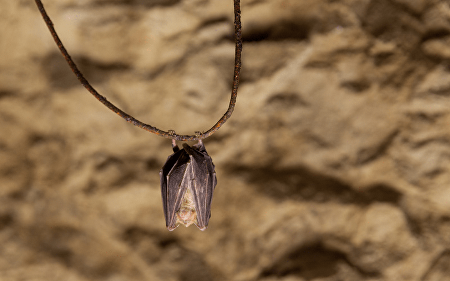 Mystérieuses chauve souris