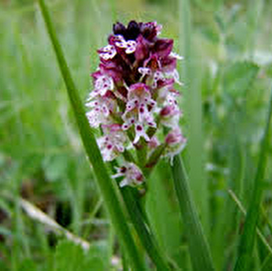 Spot à Orchis - Les Barres