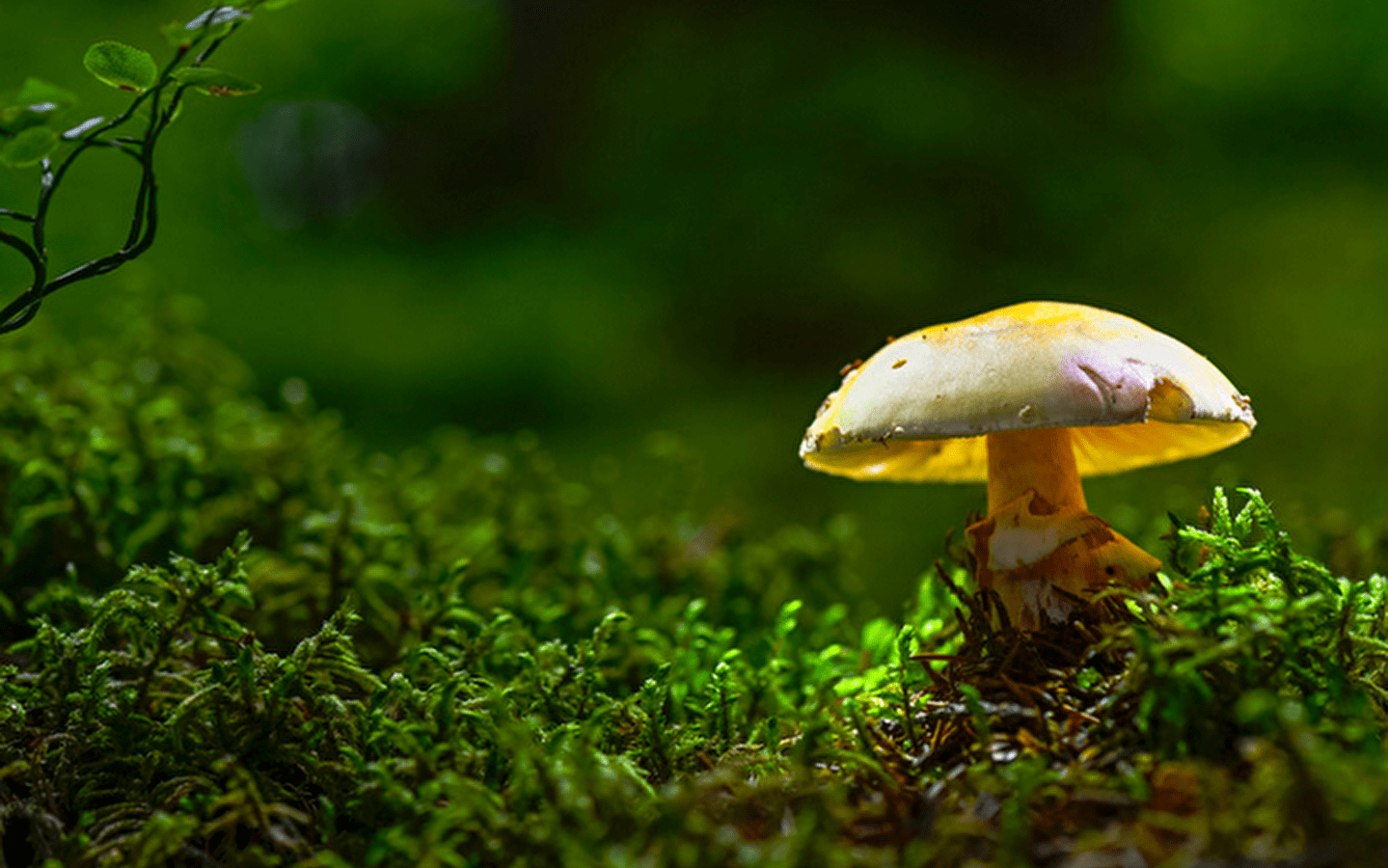 Incroyables champignons