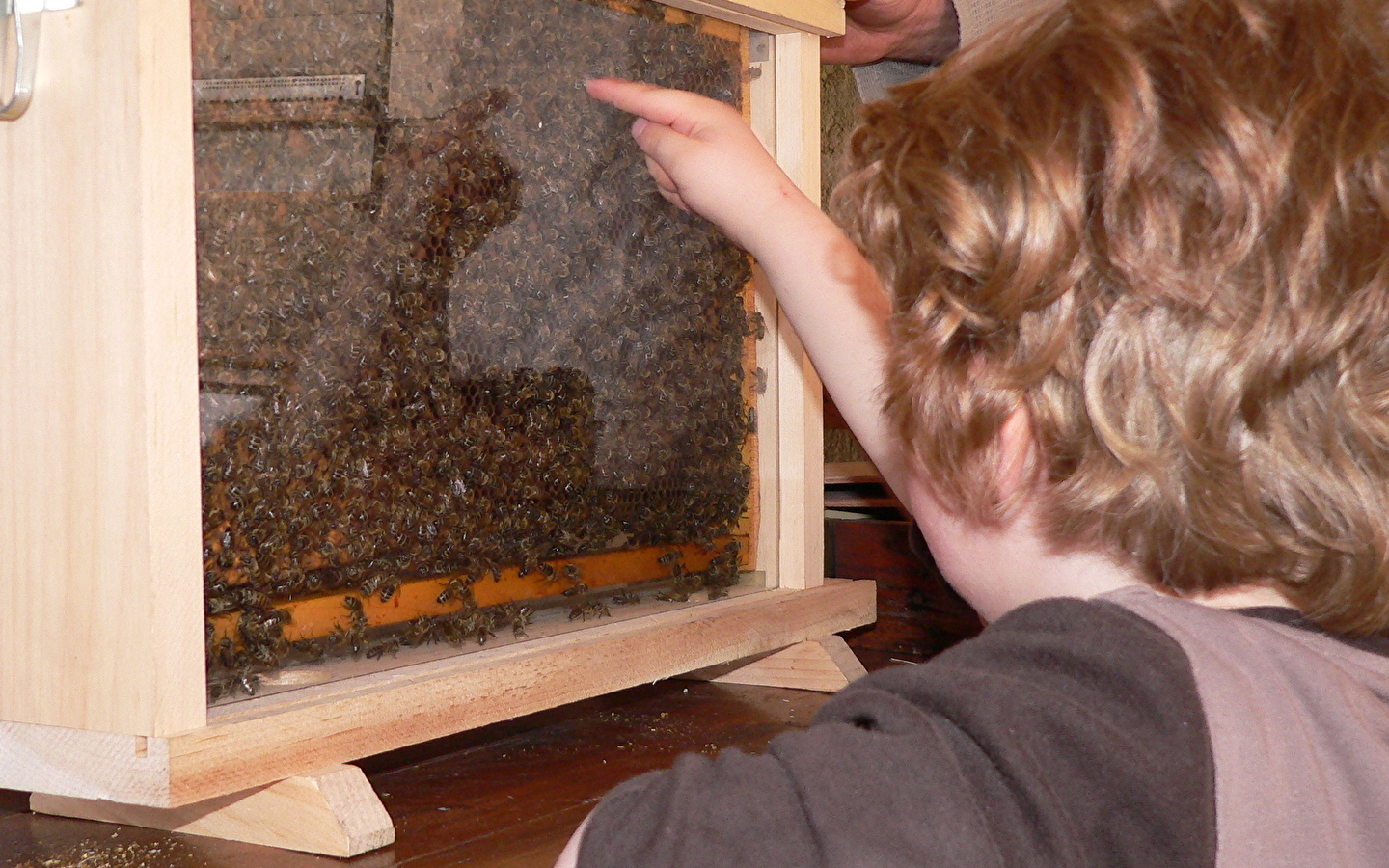 Instants découvertes - Vie de l'Abeille, travail de l'apiculteur