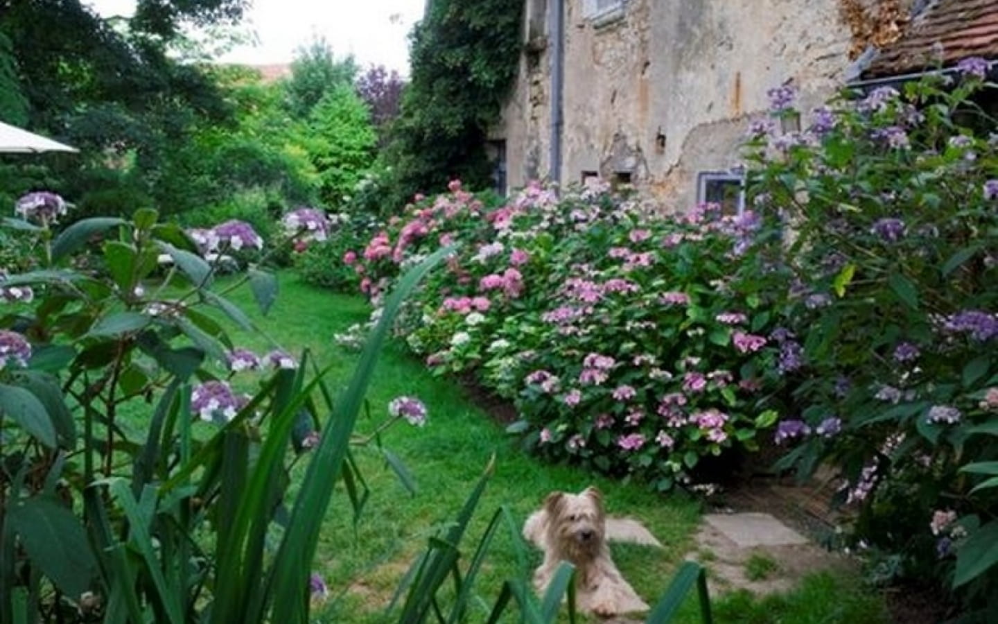 Jardins - Association les Amis du jardin et de la collection végétale 'Annabelle'