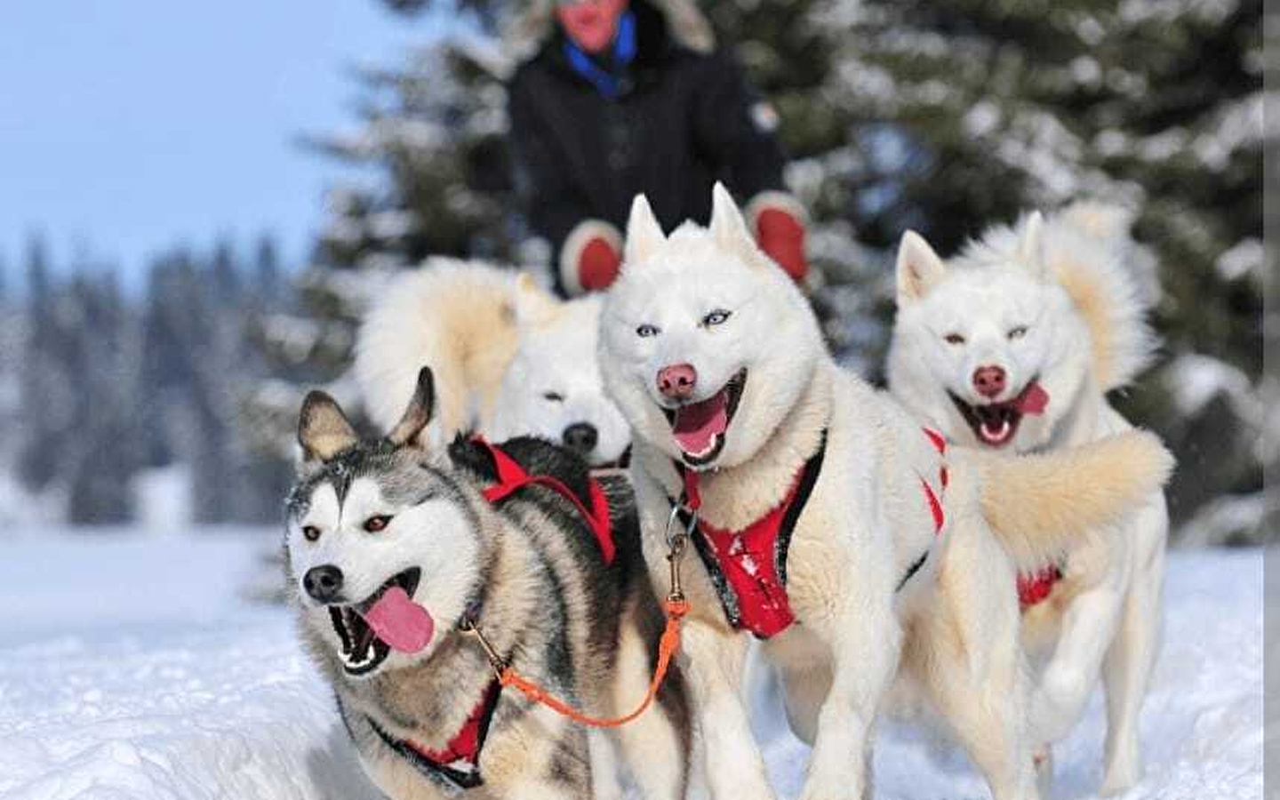 Sled dog race - CANCELLED