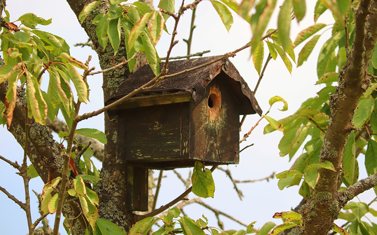 Animation nature: Construction de nichoirs