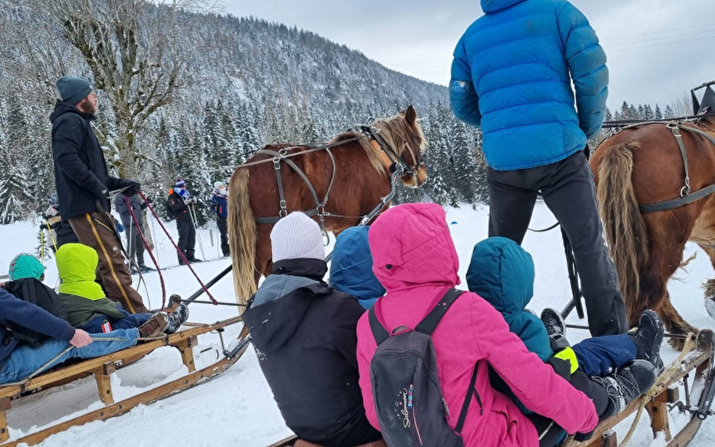 Promenade en petit groupe en luge attelée
