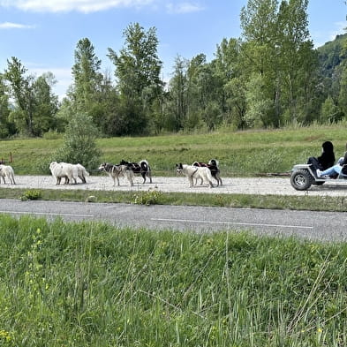 Cani-kart - Au cœur des loups