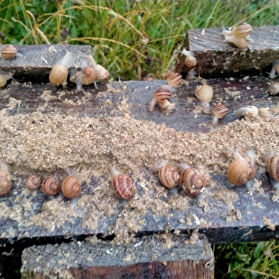 Open House: the snail comes out of its shell
