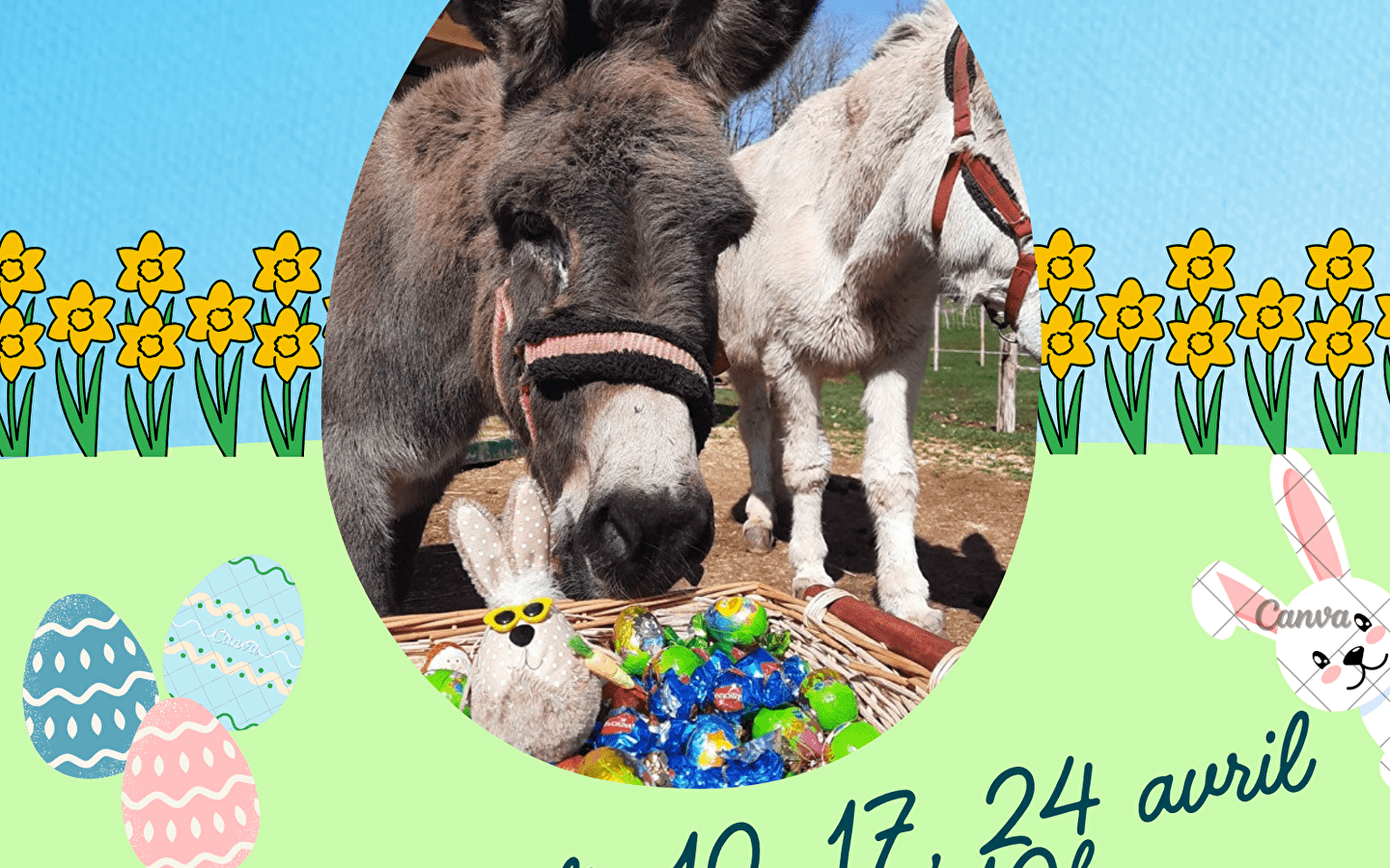 Guided walk with donkeys
