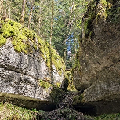 Fankarstic journey to the heart of Billin Wood