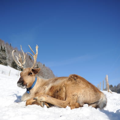 Family holidays in the Land of the reindeer