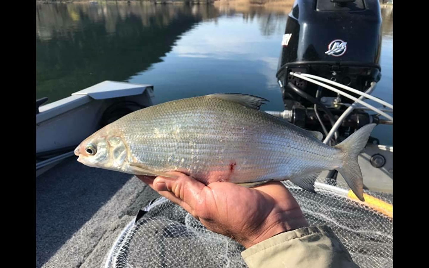 Pêche au lac de Chalain