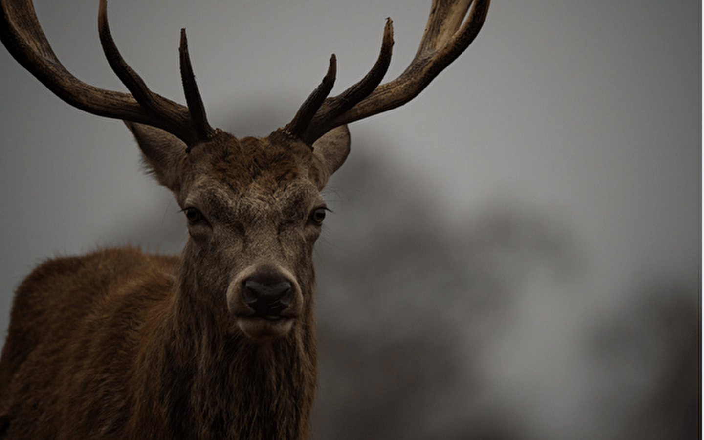 Sur la piste du cerf