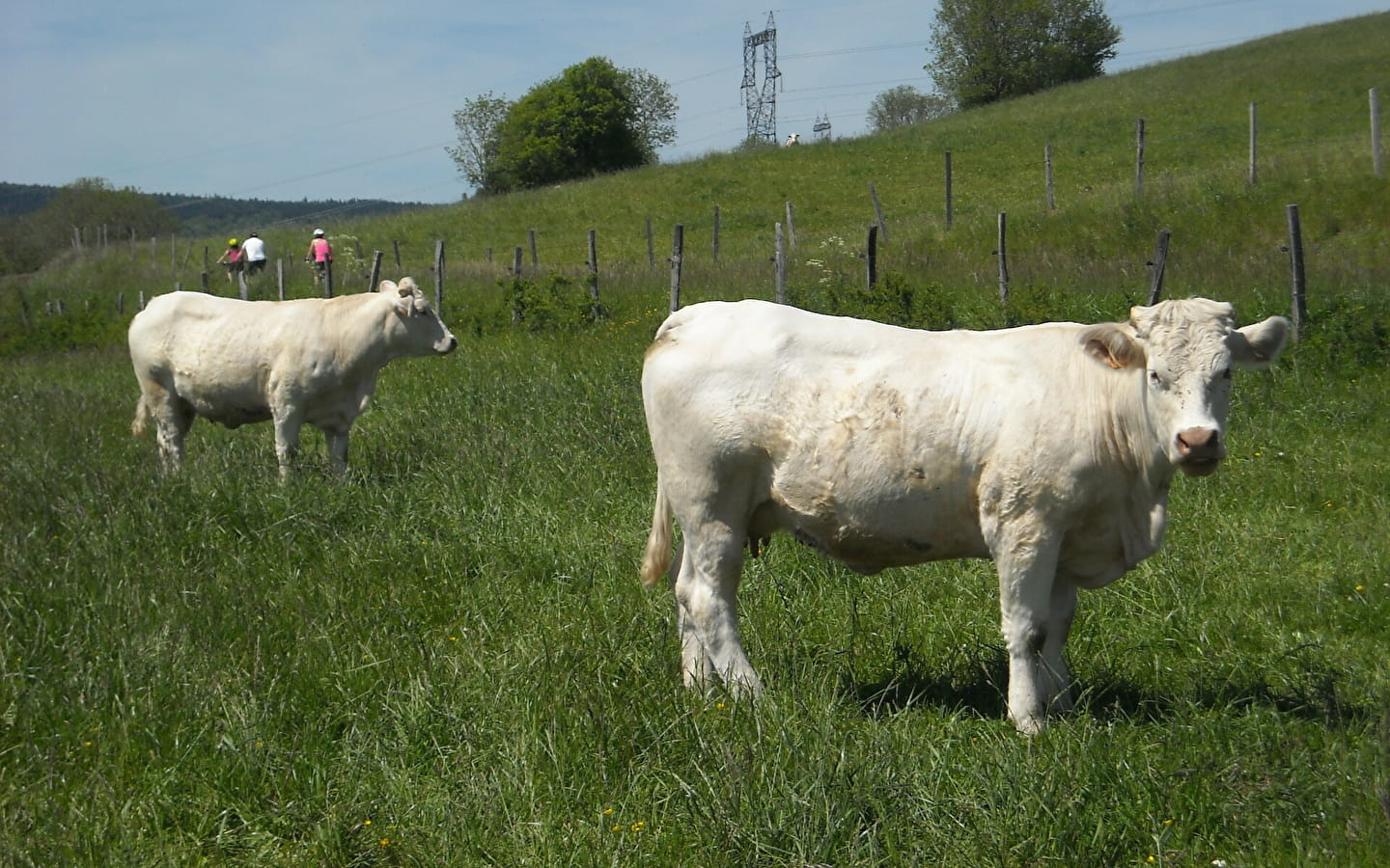 Les Pieds dans le Local®, spécial producteurs ! Visite d'exploitation : GAEC Conty