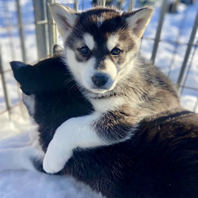 Les Équipages Adam's