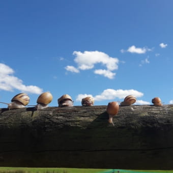 Les Escargots de Trémontagne - NANCHEZ