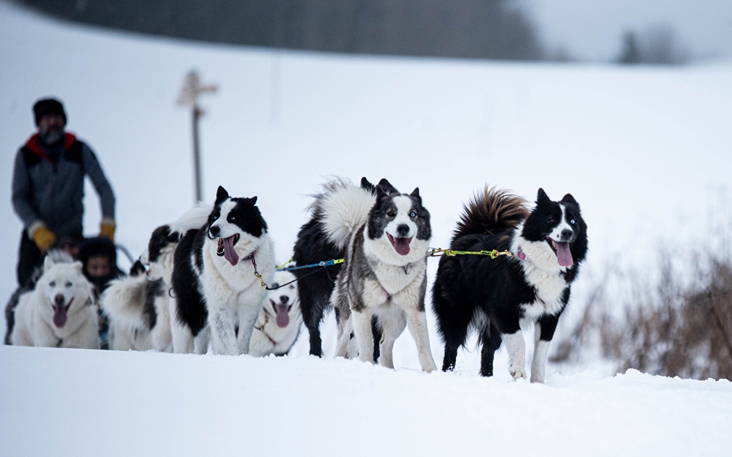 La vallée des laïkas - Chiens de traîneau