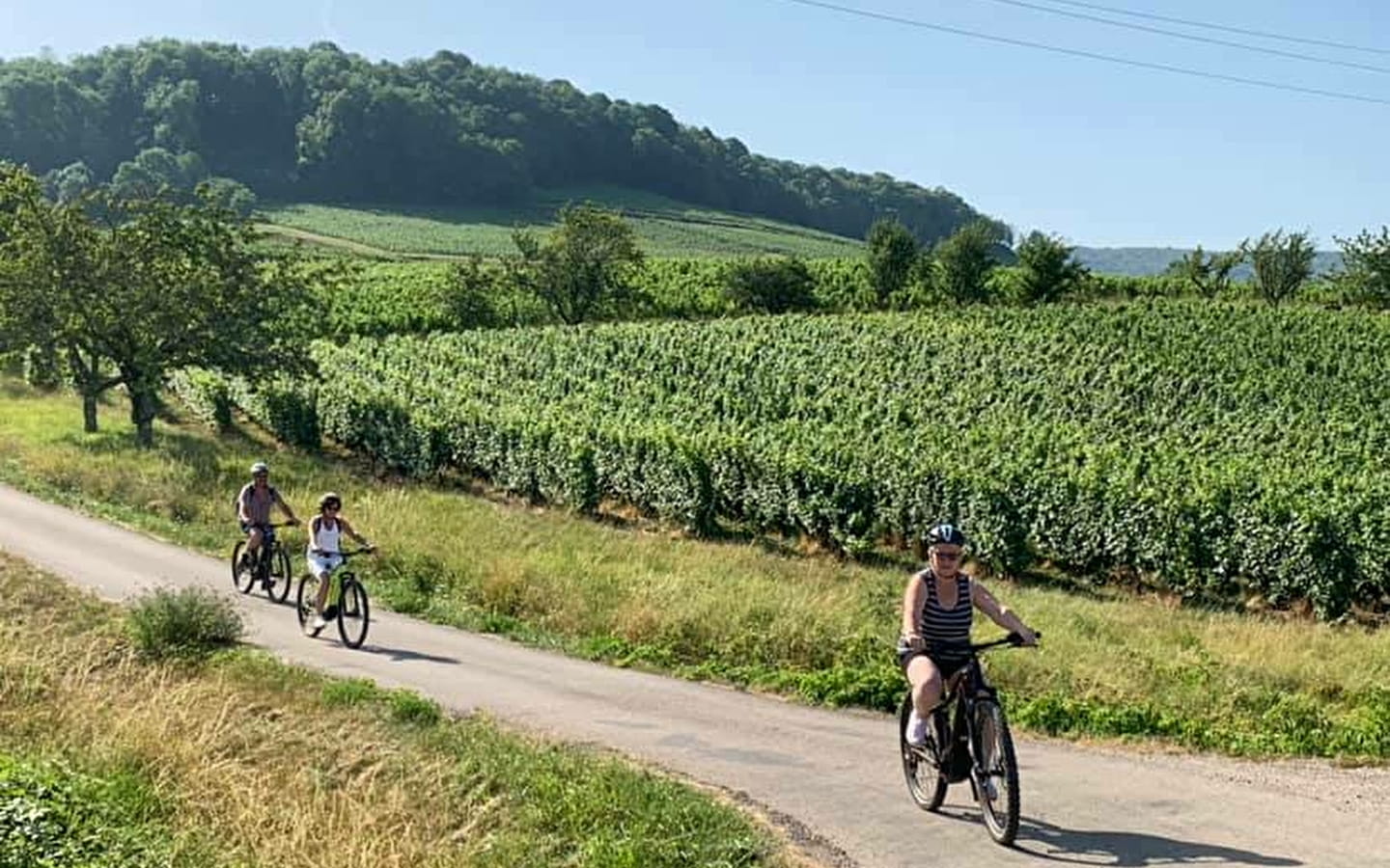 Discovering the vineyards by bike