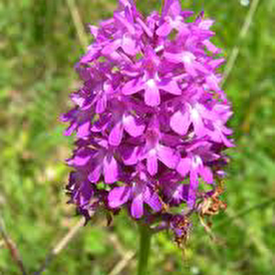 Spot à Orchis - Les Barres