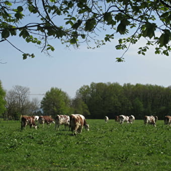 Sardélices (la boutique du lycée agricole des Sardières) - BOURG-EN-BRESSE