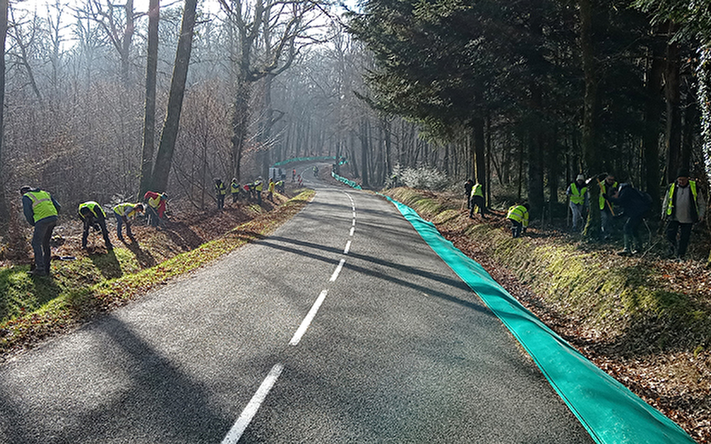 Saving amphibians in Saules